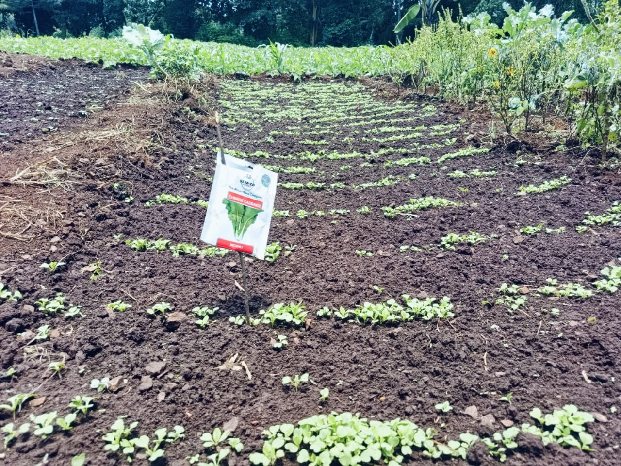 Garden planting